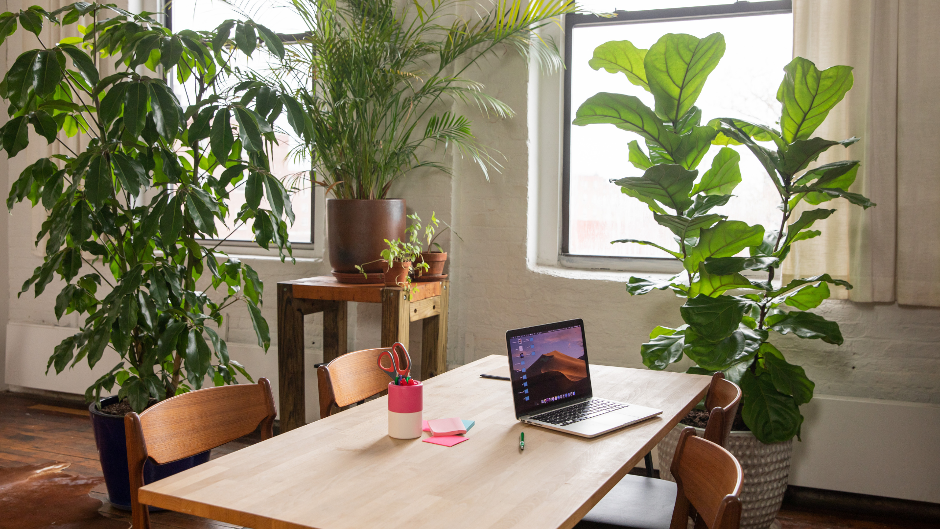 Bright, cozy office space with large leafy green plants near windows, a wooden table with a laptop, colorful stationery, and wooden chairs.
