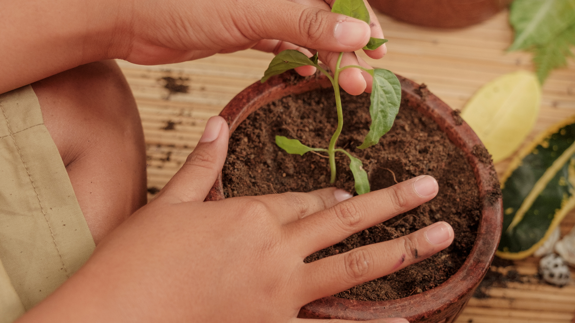 Child’s hands gently planting