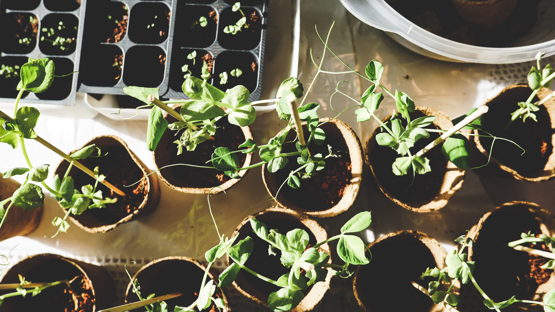 Trays filled with young seedlings.
