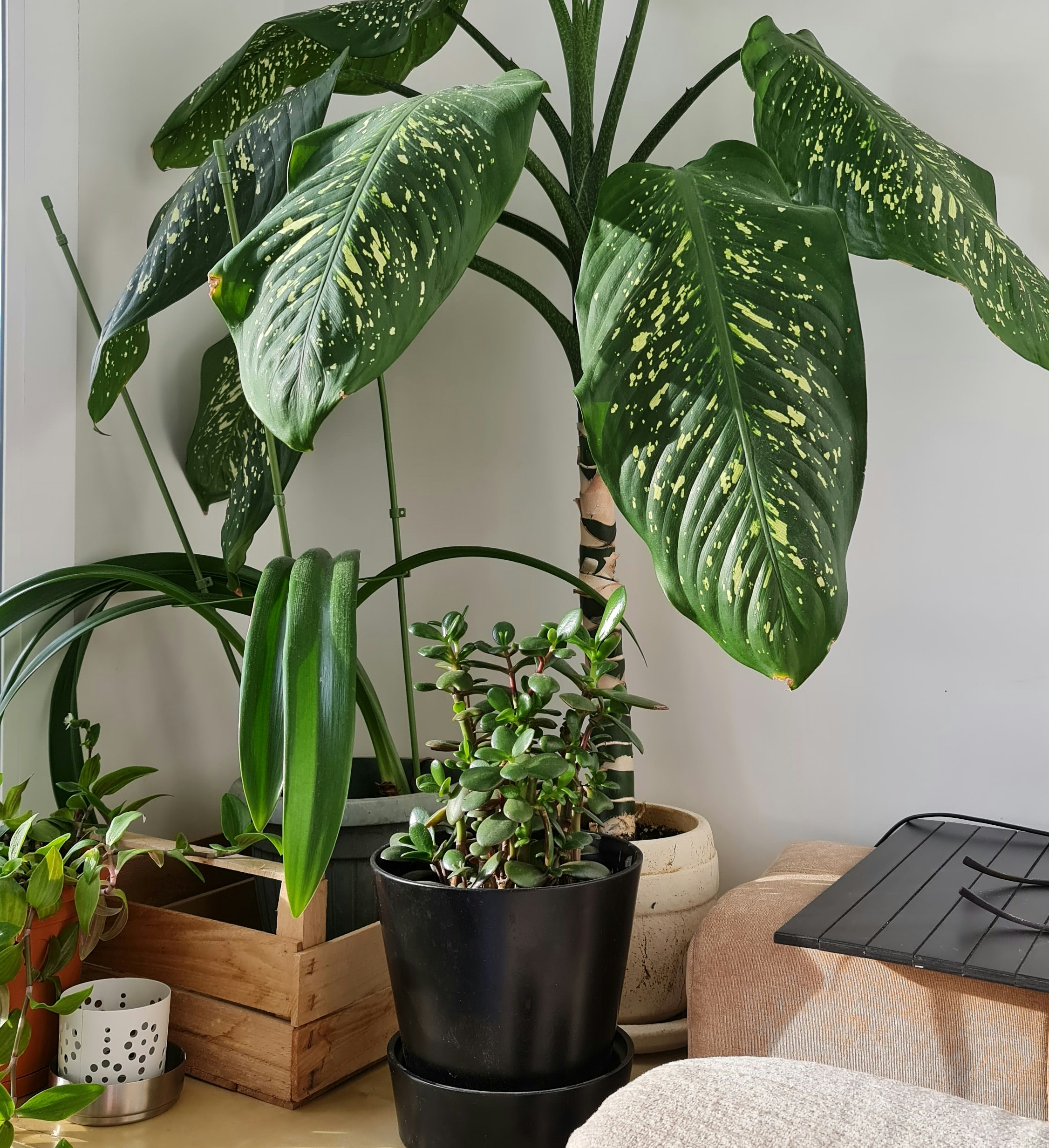 Greenhouse Chronicles at Greenhouse Plants Café