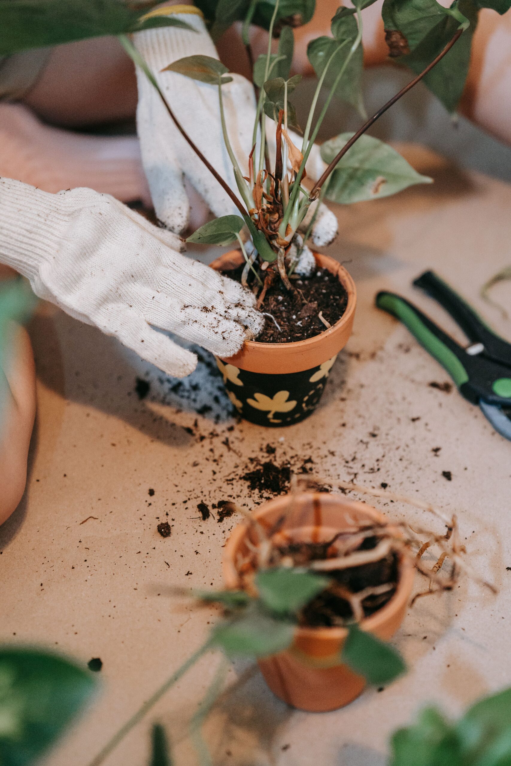 Paints, Pots, Plants & Sips plant experience
