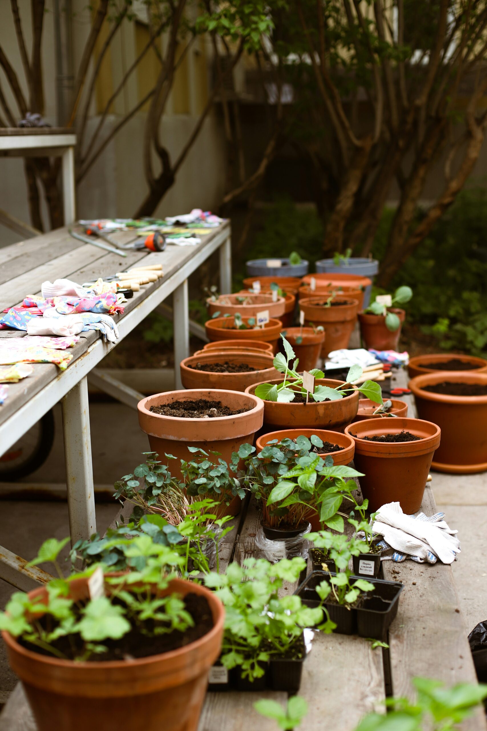 Rows of terracotta plant pots filled with fresh soil and seedlings arranged on wooden tables during a planting workshop