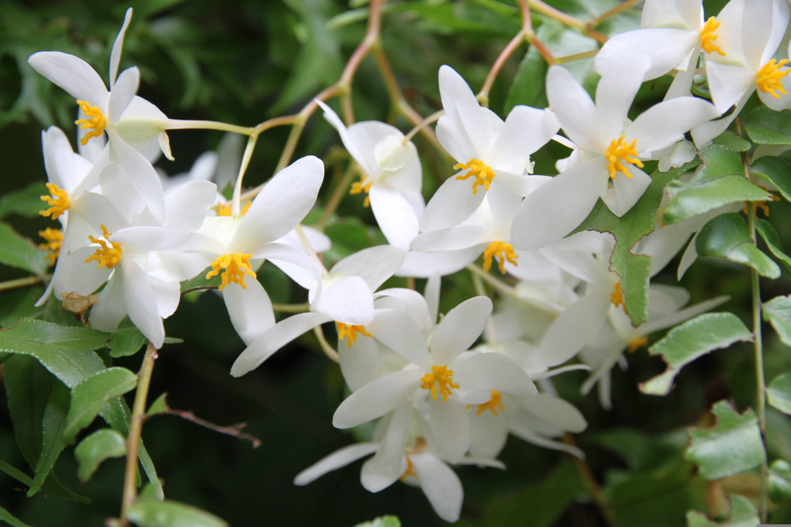 Saint Lucia garden experiences at Greenhouse Plants Café