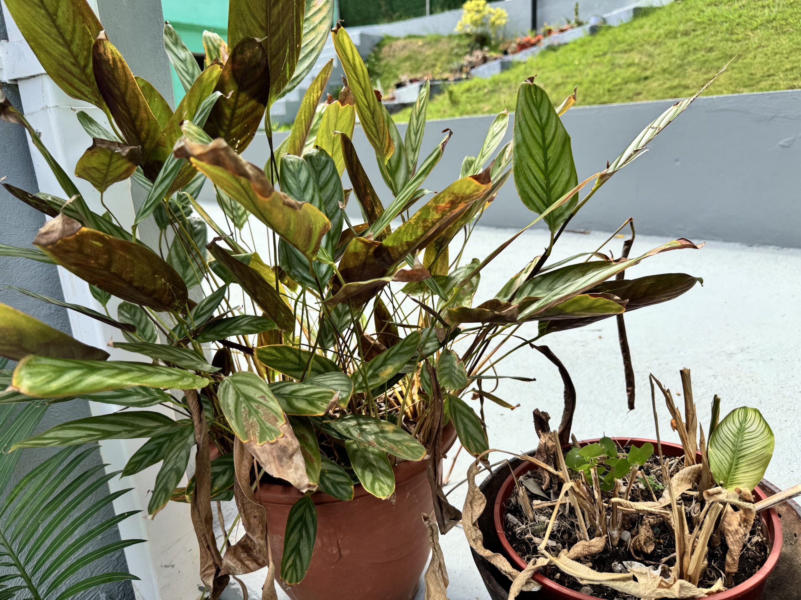 Distressed Calathea plant being assessed or treated