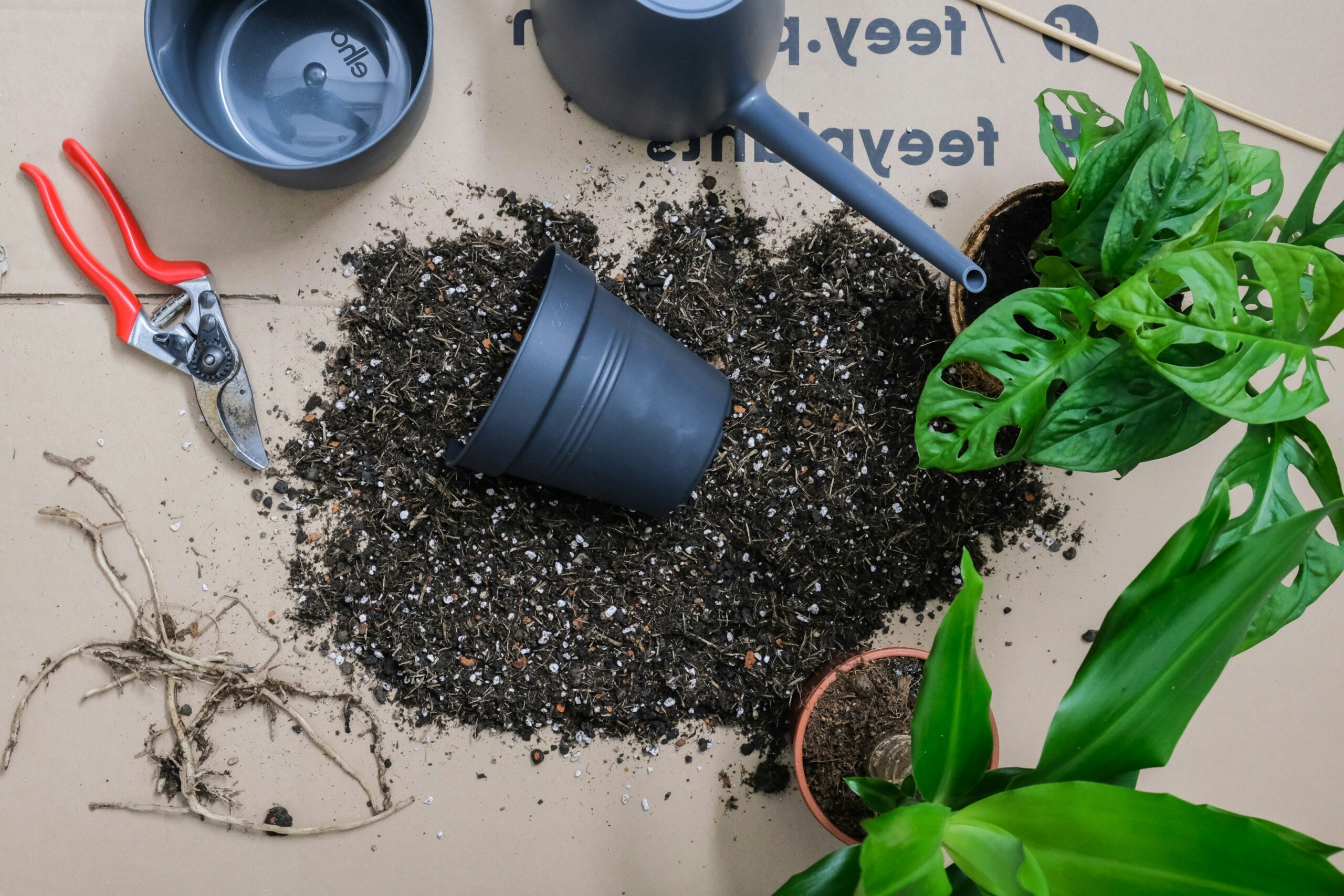 Plant care and repotting supplies on a flat lay surface