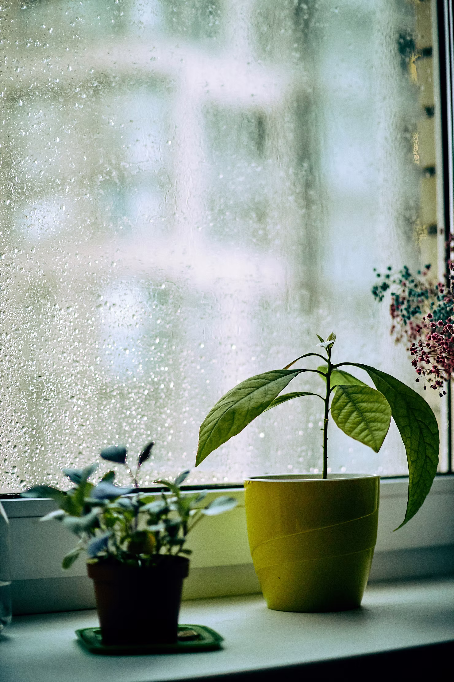 Plants growing beside a window