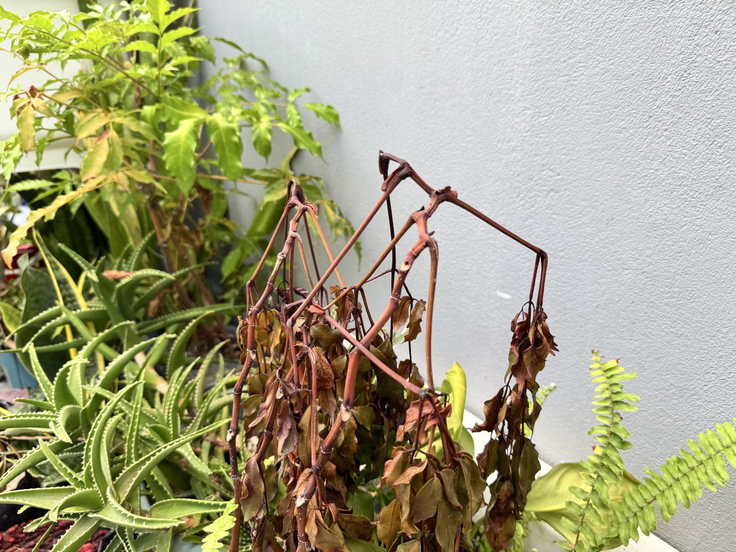 Distressed Calathea plant with browning and drooping leaves