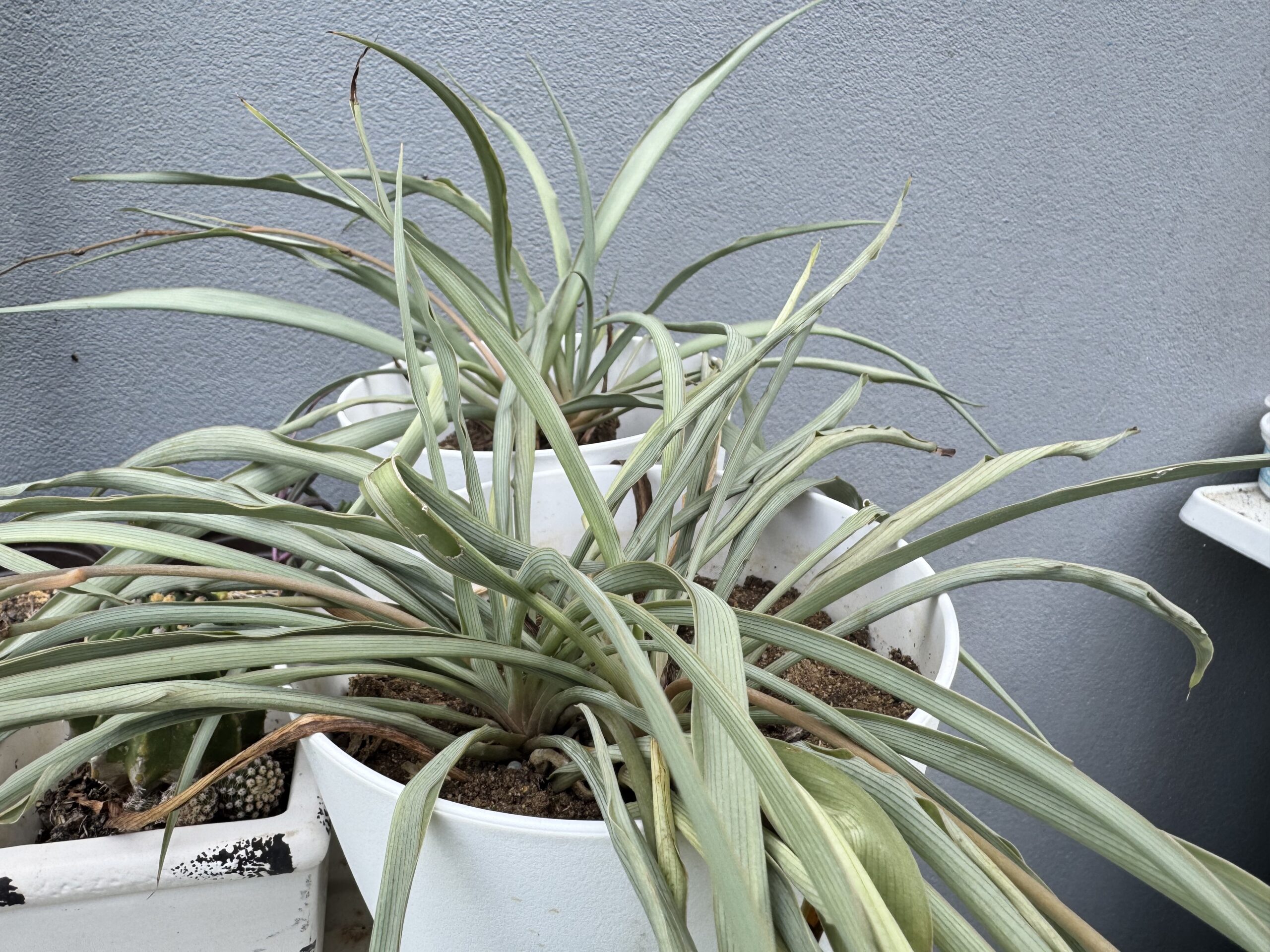 Plant showing signs of recovery or treatment