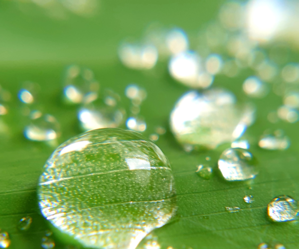 Macro photo of clear water droplets resting on a fresh green leaf.