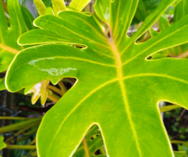 Close-up of a glossy green leaf with raindrops after rainfall.